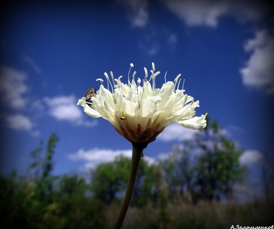 Цветы лета - Андрей Заломленков