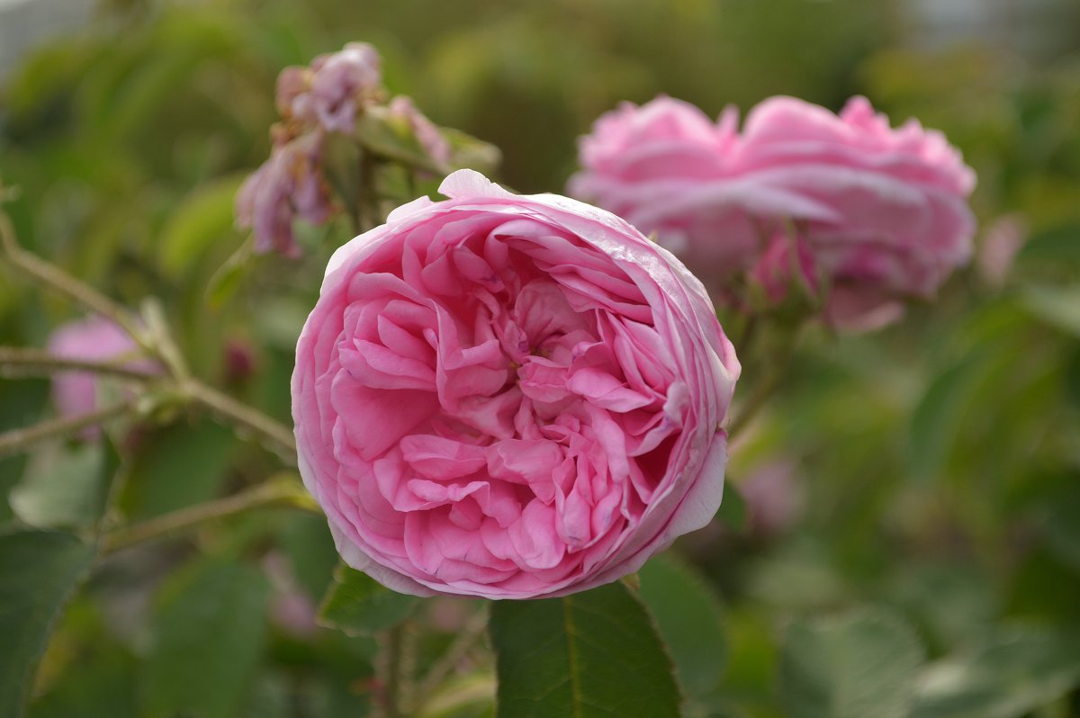 Розовые розы - Евгения Семененко 