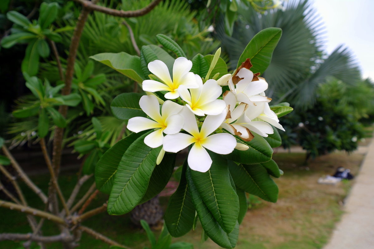 Цветок пальмы - Ivan G