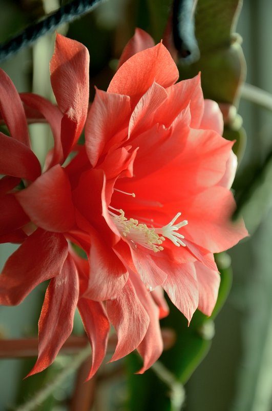 цветет кактус - Мария Климова
