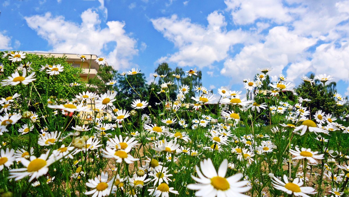 "Лето — яркие цветы. Необычной красоты..." - Galina Dzubina