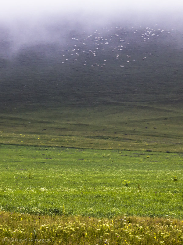 Sheeps - Mikayel Gevorgyan
