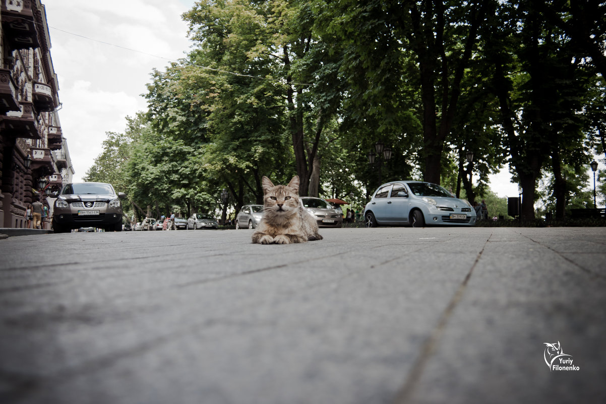Кошка - Юрий Филоненко