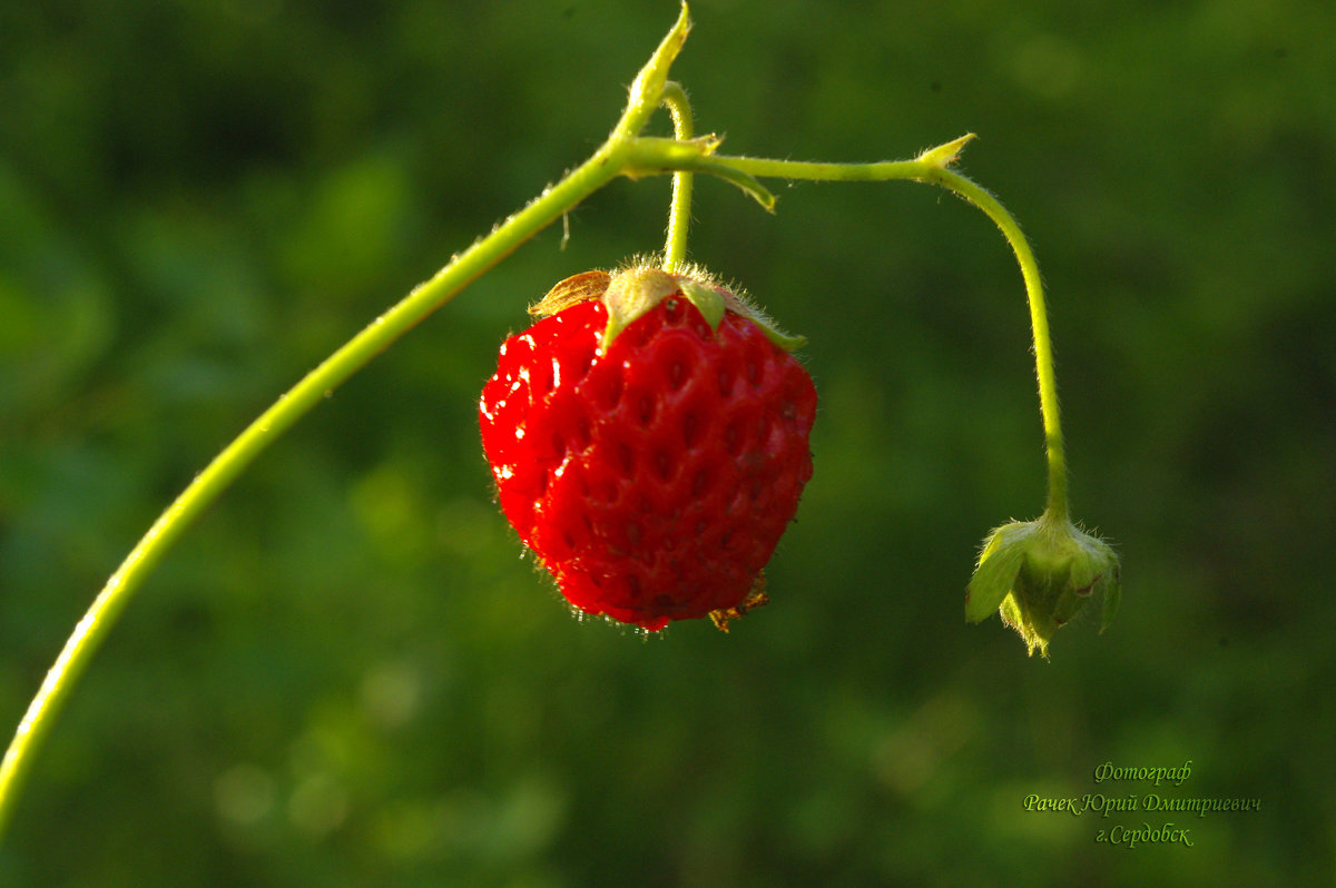 30.06.2015 - Юрий Рачек