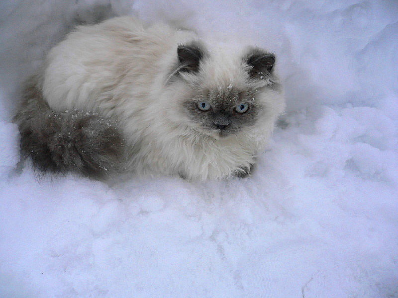 Алиса на снегу - olga 