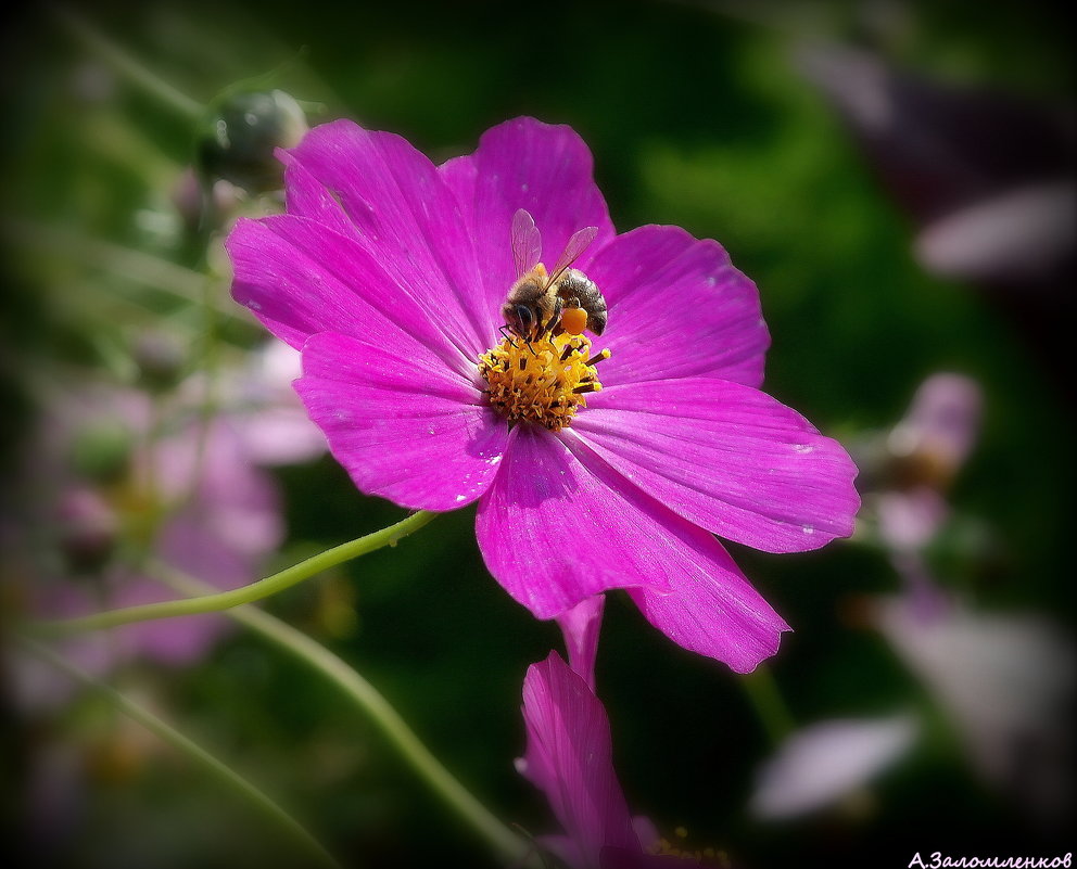 Пчелка на космее - Андрей Заломленков