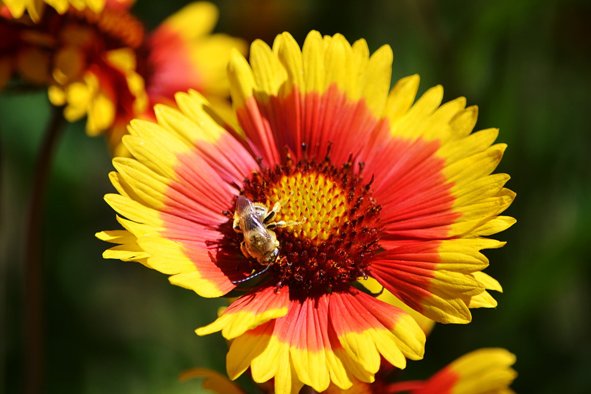 Пчёлка на цветочке - Анастасия Логунова