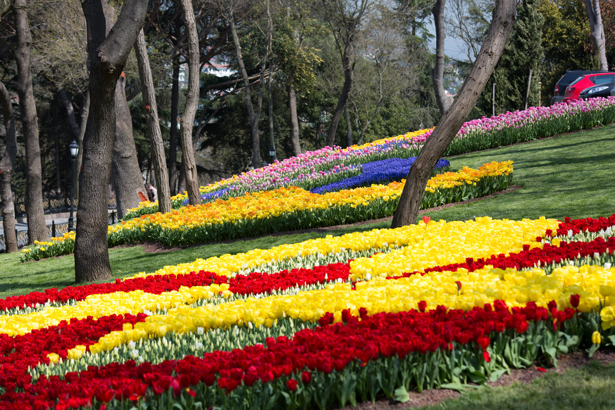 Фестиваль тюльпанов в парке Эмирган - Марат Рысбеков