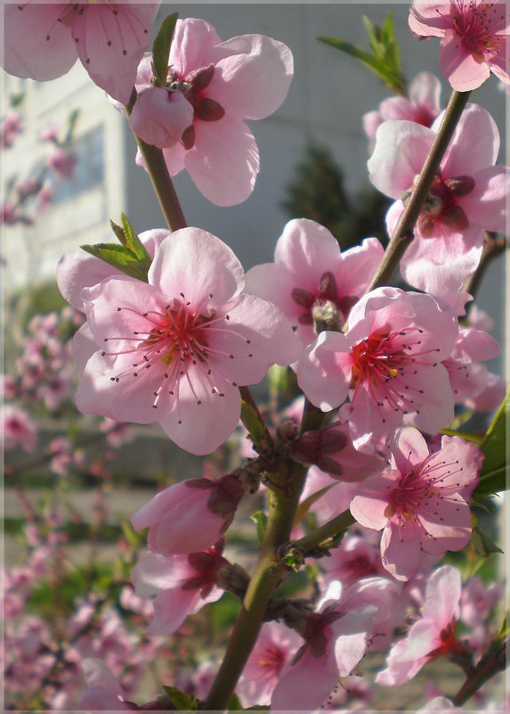 Цветы персика - Эля Юрасова