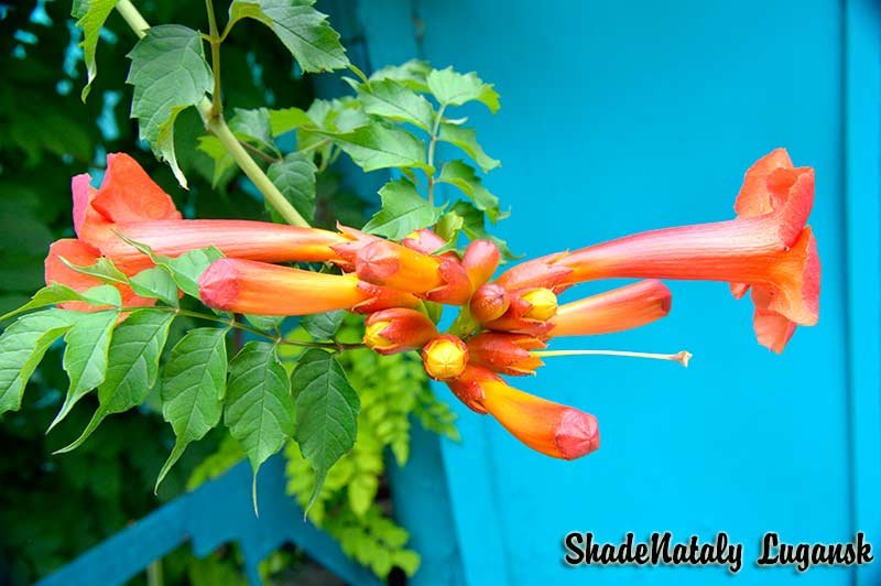 Красивый цветок Кампсис - Наталья (ShadeNataly) Мельник