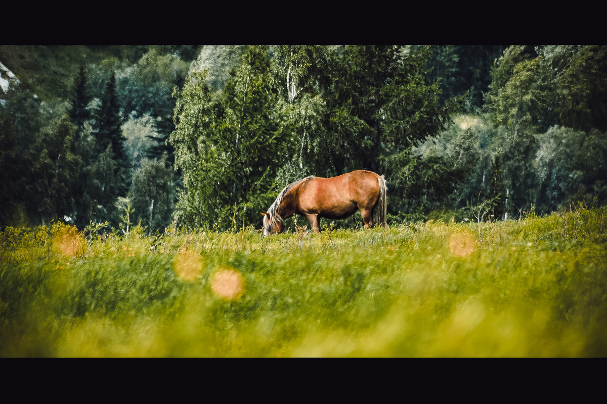 Лошадь - Aleksandr Tishkov