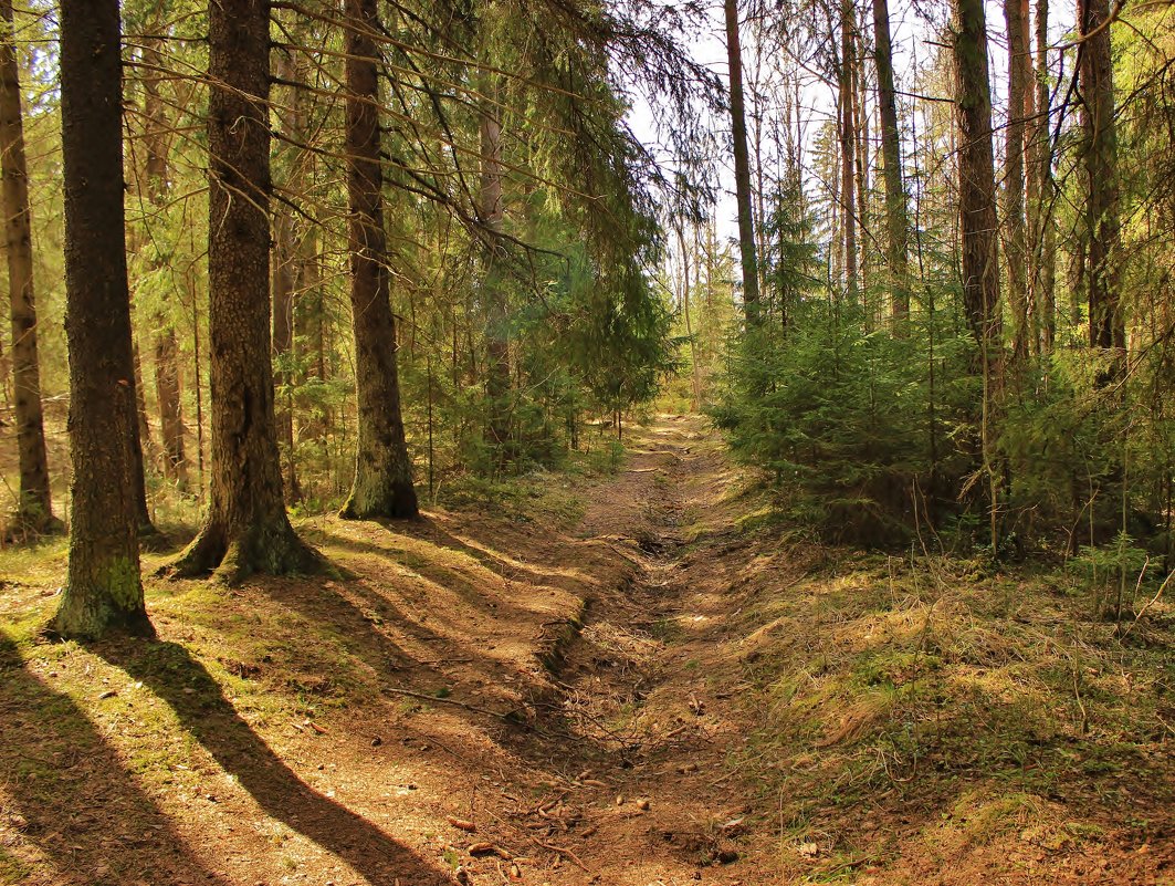 лес после зимы - Андрей 