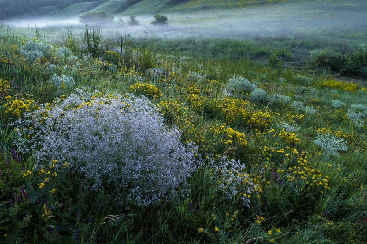 Утро.Туман над травами - Сергей Корнев