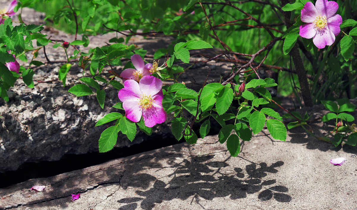цветы шиповника - Анастасия 