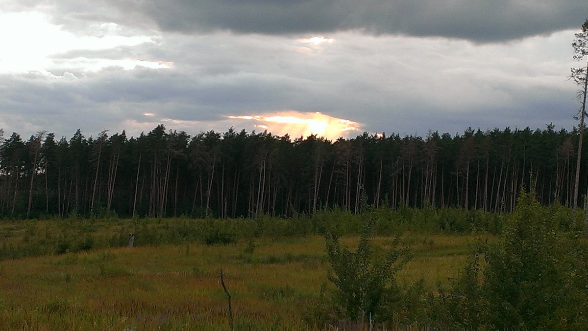 закат в лесу - Алексей Альбин