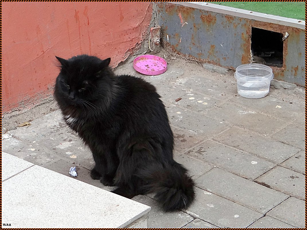 Новгородский черный кот - Вера 