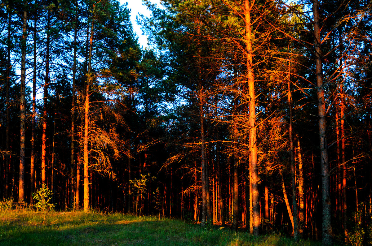 Закат в лесу - Владимир Горубин