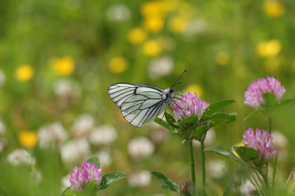 прекрасная летняя бабочка - Анастасия Долгополова