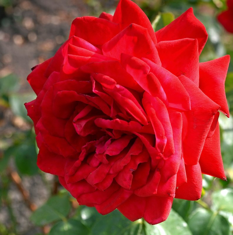 Красная роза - Ростислав 