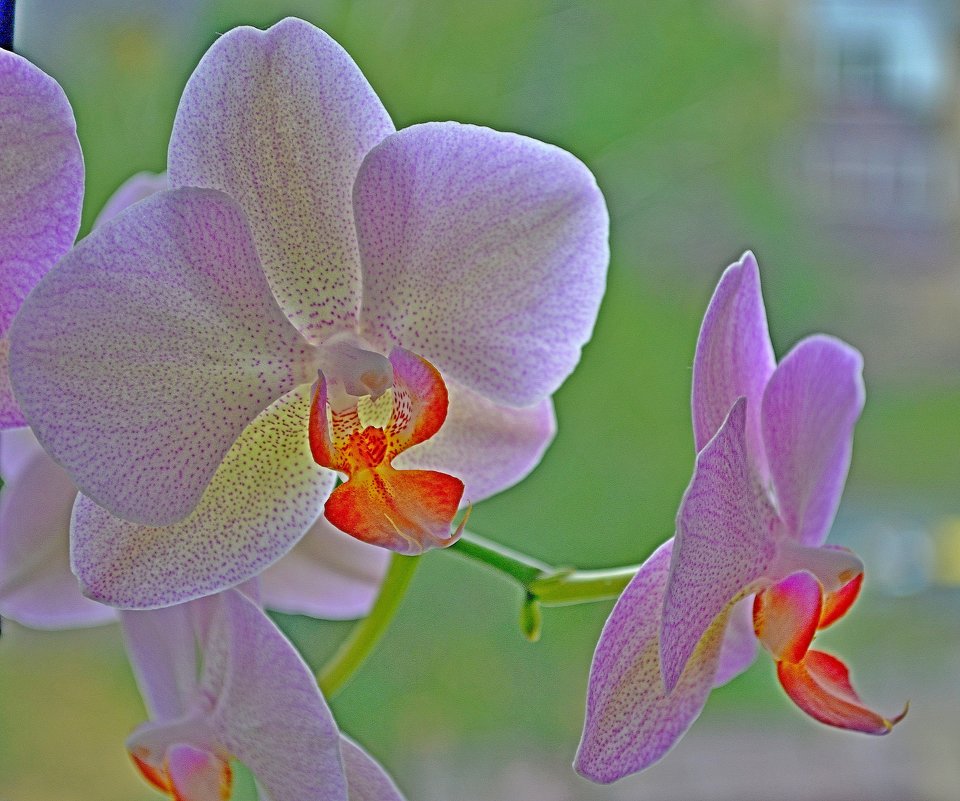 Нежная орхидея - Ростислав 