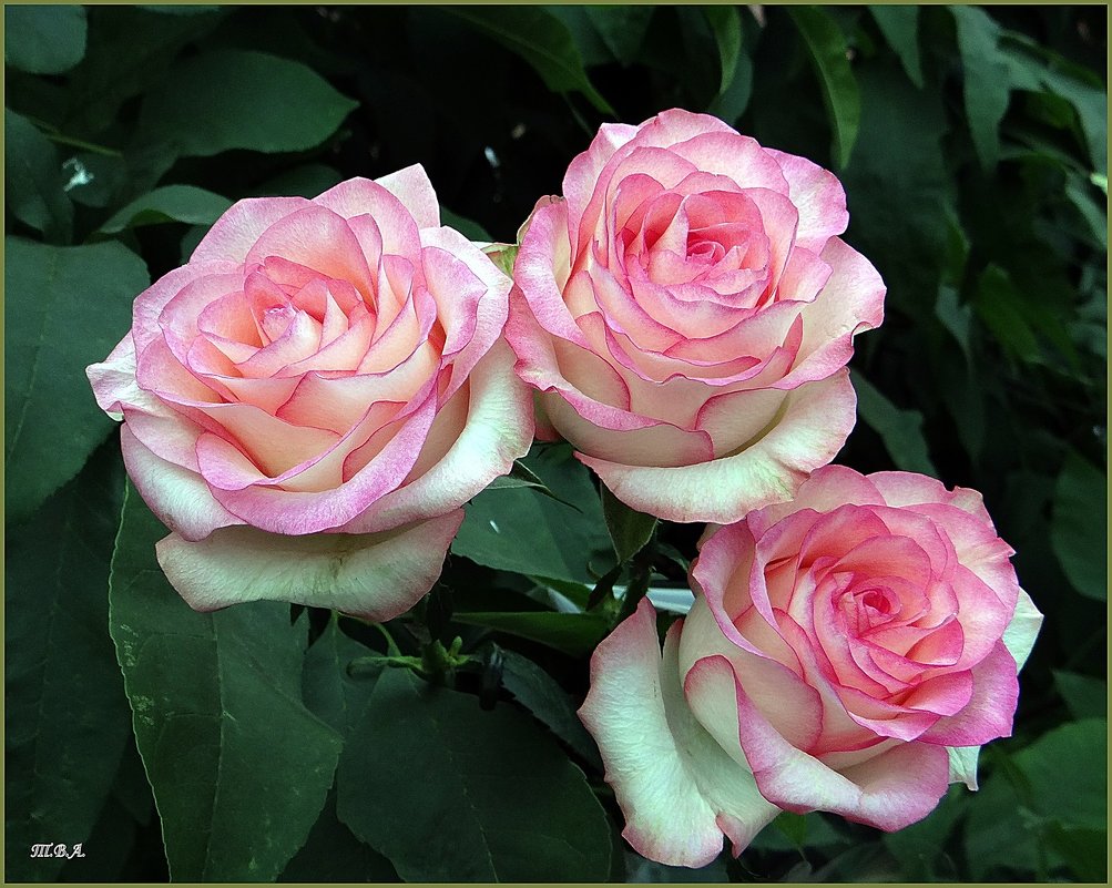 Кустовые розы - Вера 