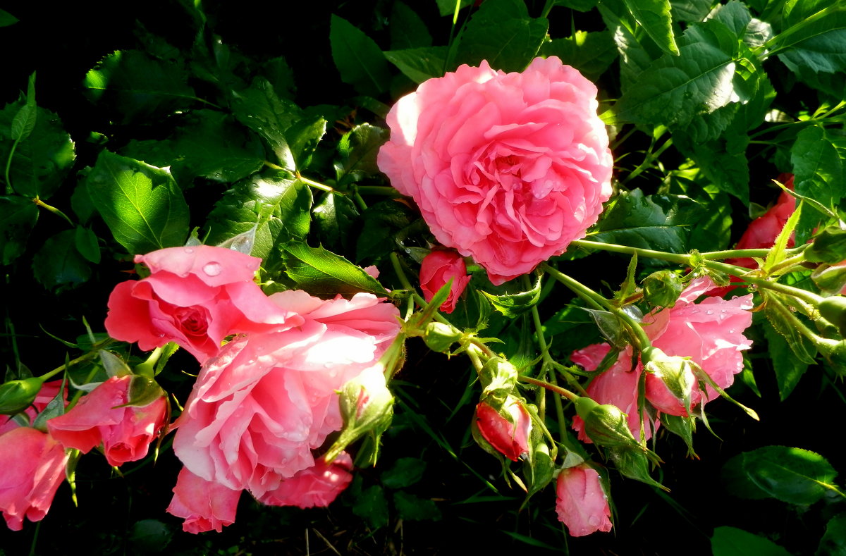 розы - неля  тулузова 