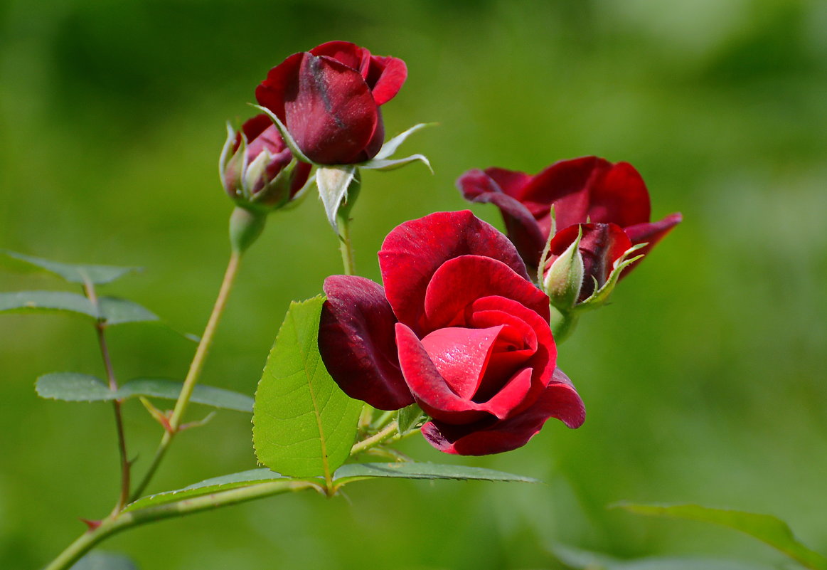 Розы в парке. - Геннадий Александрович
