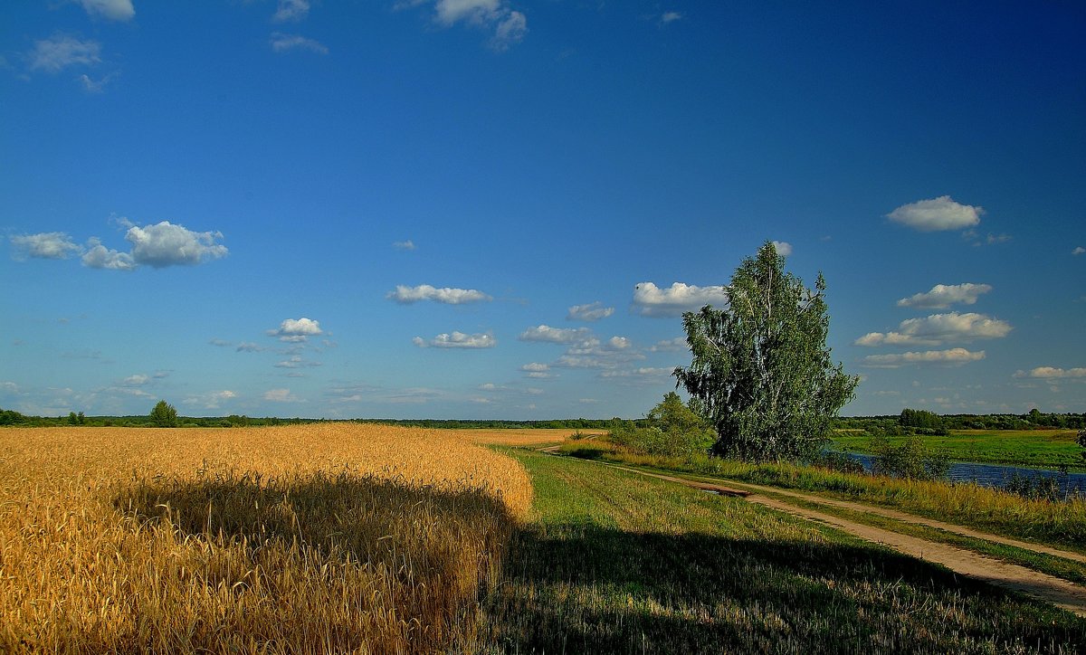 Природа России холмы перелески Луга