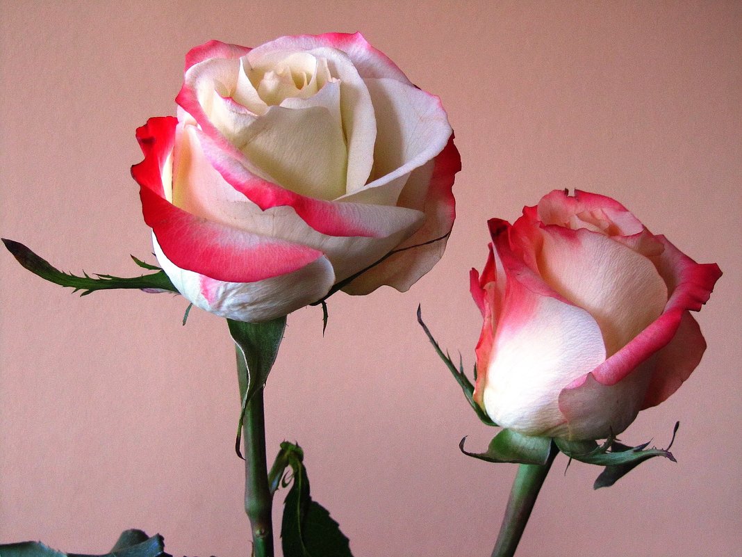 Две розы - Сергей Карачин
