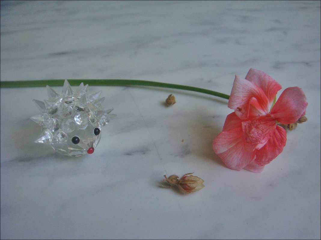 Ёжик и цветок герани - Нина Корешкова