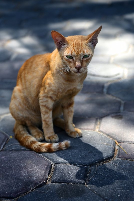 Суровый тайский котэ. Смотрите прямо в глаза. - Dimсophoto ©