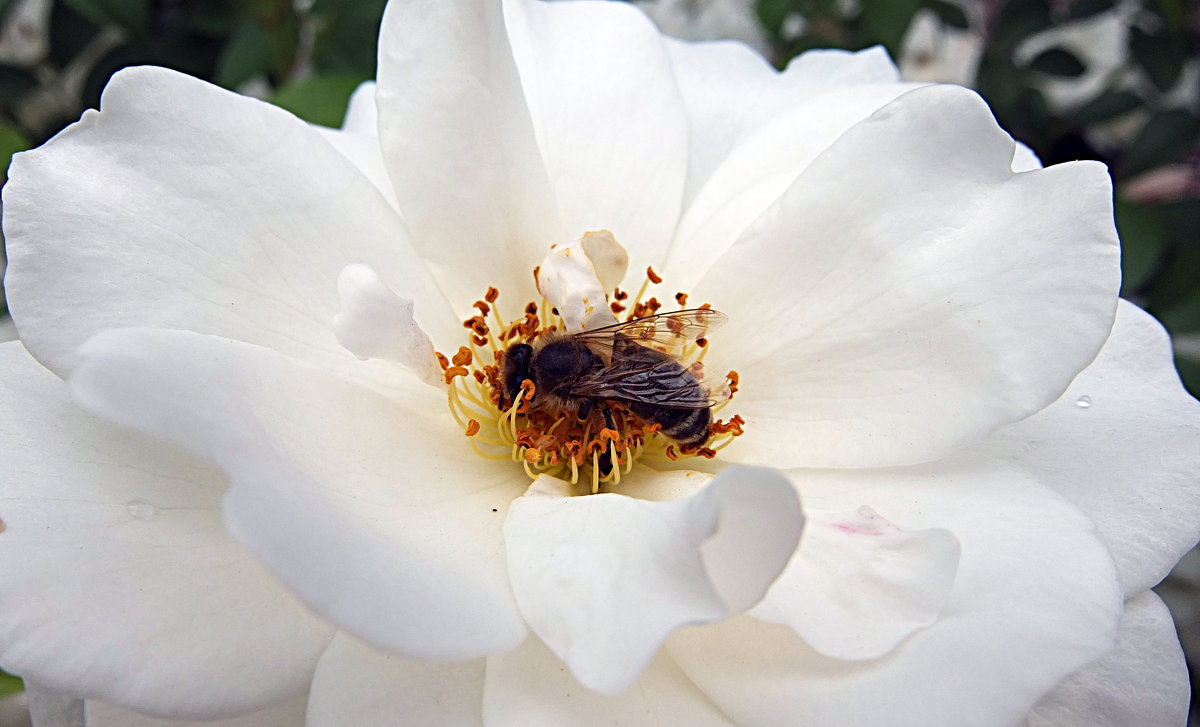 Пчела на цветке - Evgeny St.