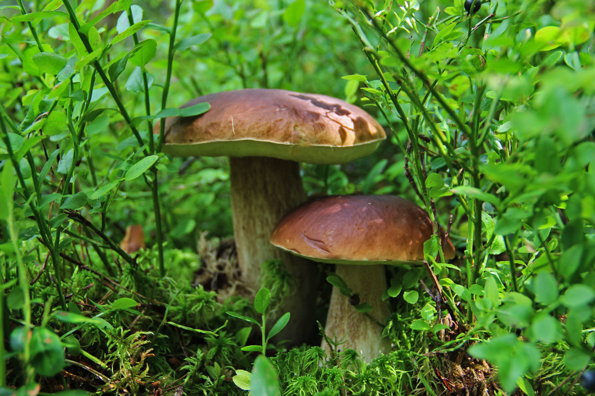 Белые грибы - Краснов  Ю Ф 