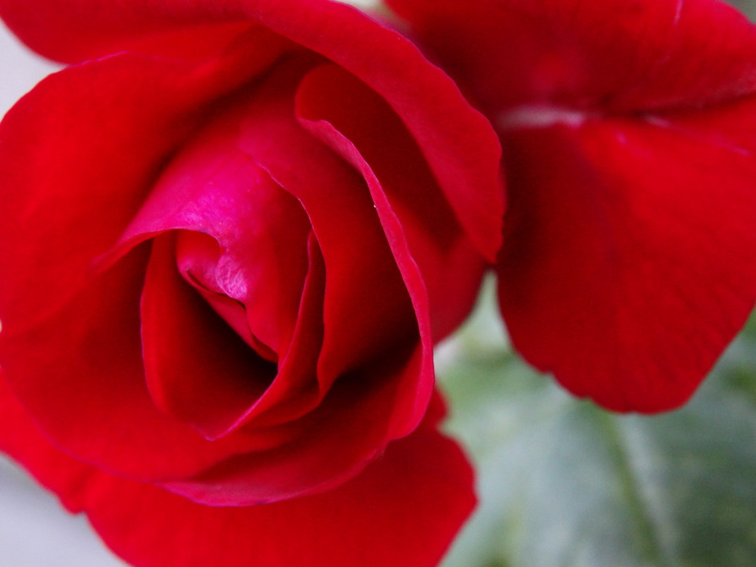 Красная роза - Марина Легкая