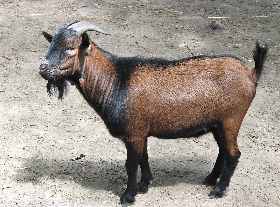 Камерунская коза - Evgeny St.
