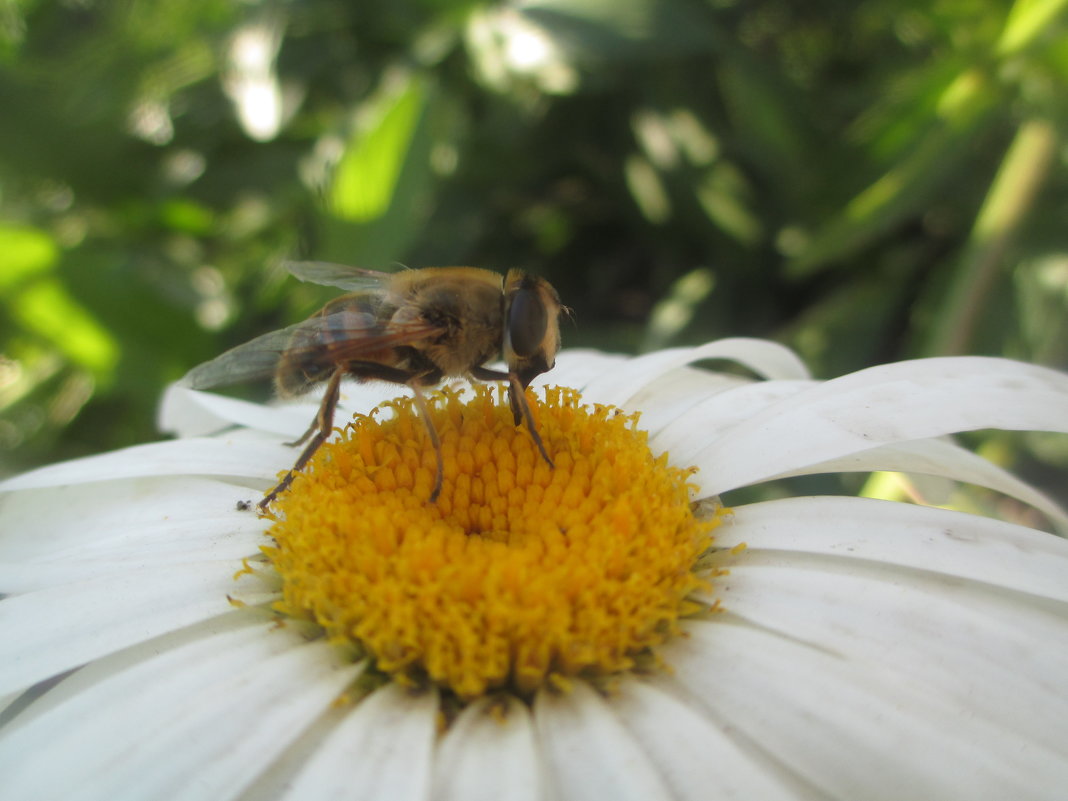 Пчелка и ромашка... - Андрей Балабуха