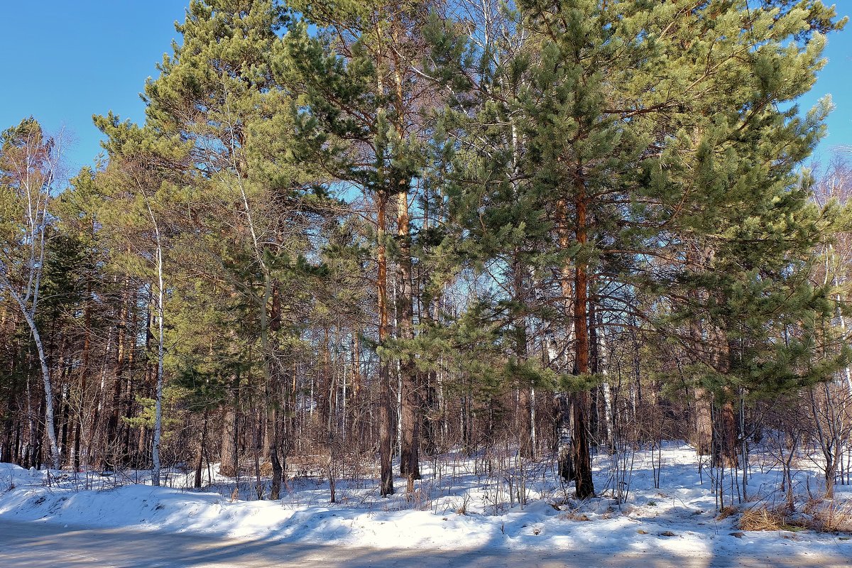 Зимний лес - ayouko111 .