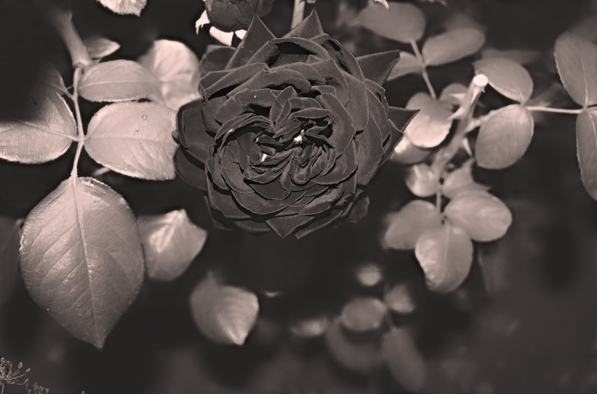 Чёрная роза без бокала) - Екатерина Липинская