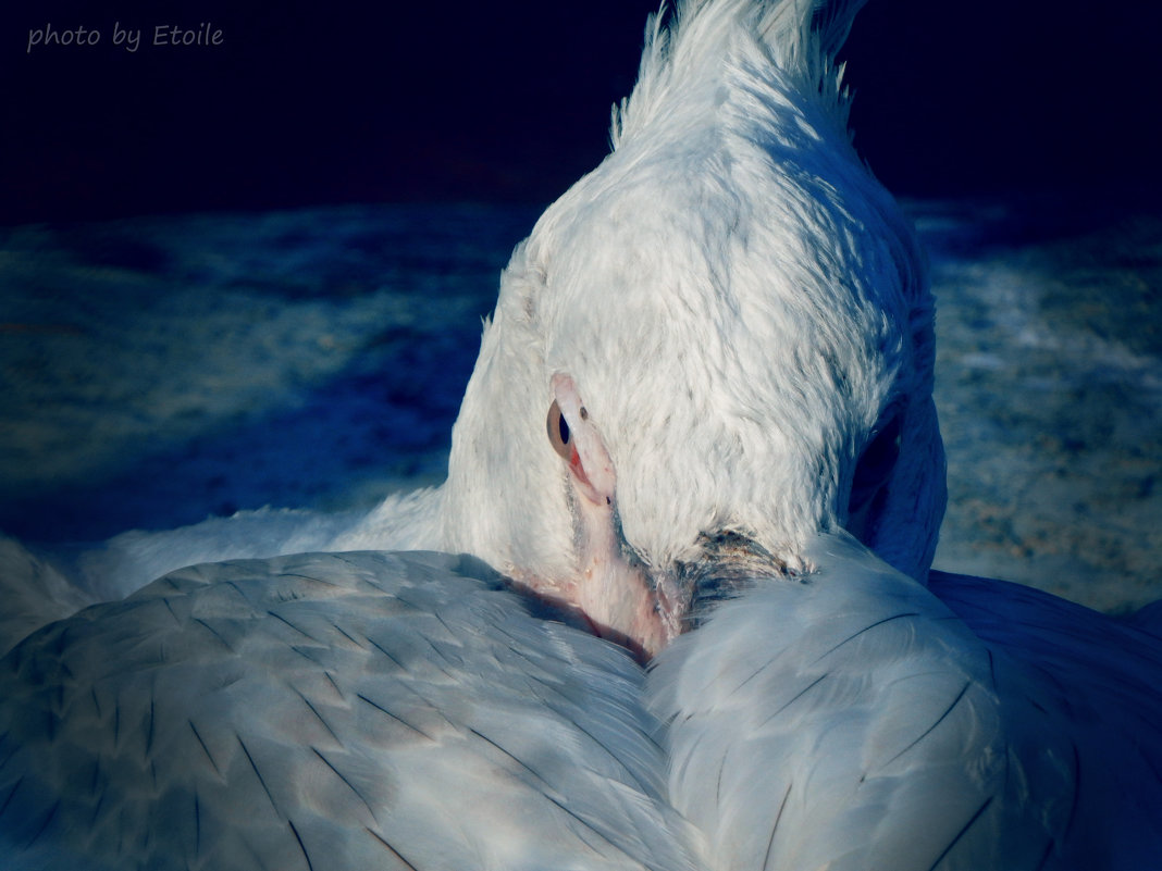 Пеликан - Lady Etoile