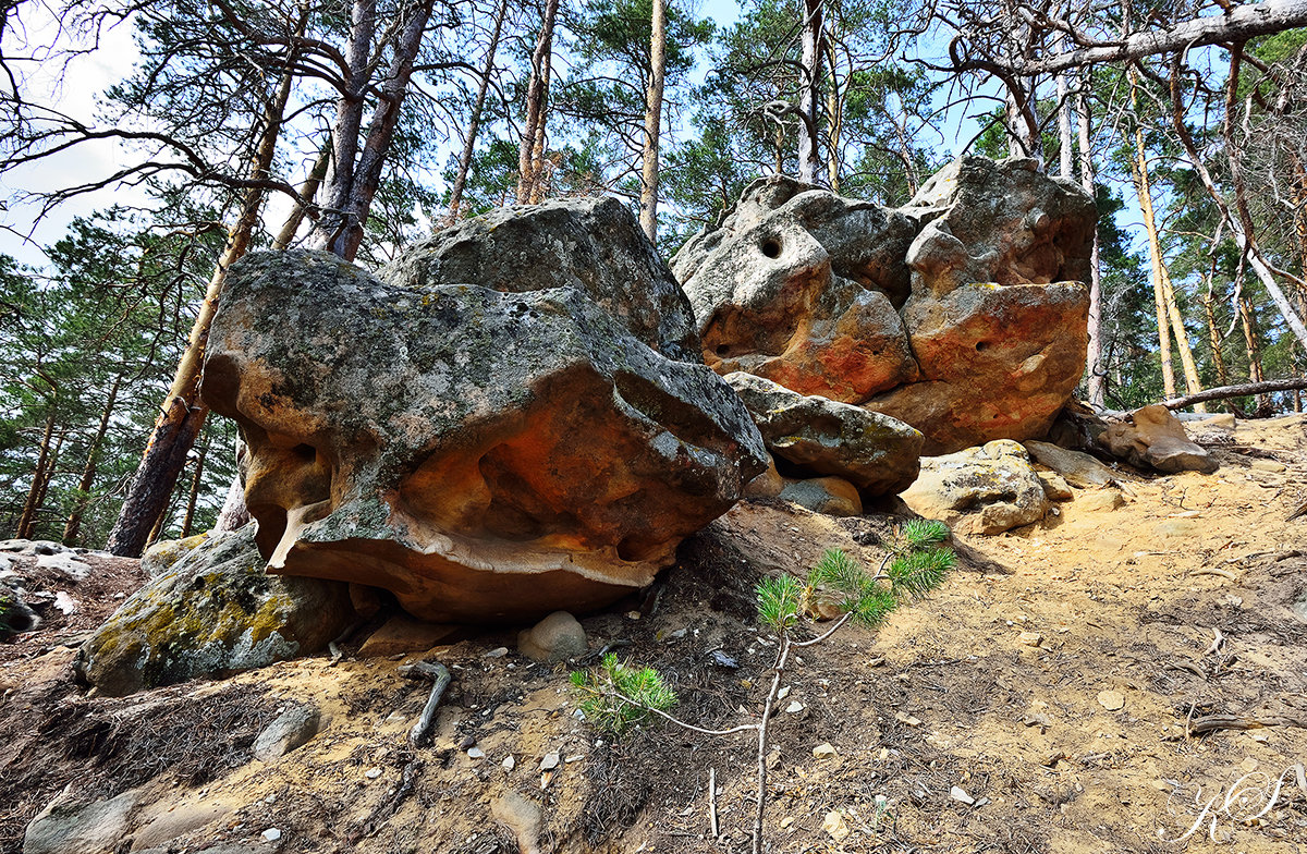 И на камнях растут деревья - Sergey Kuznetsov