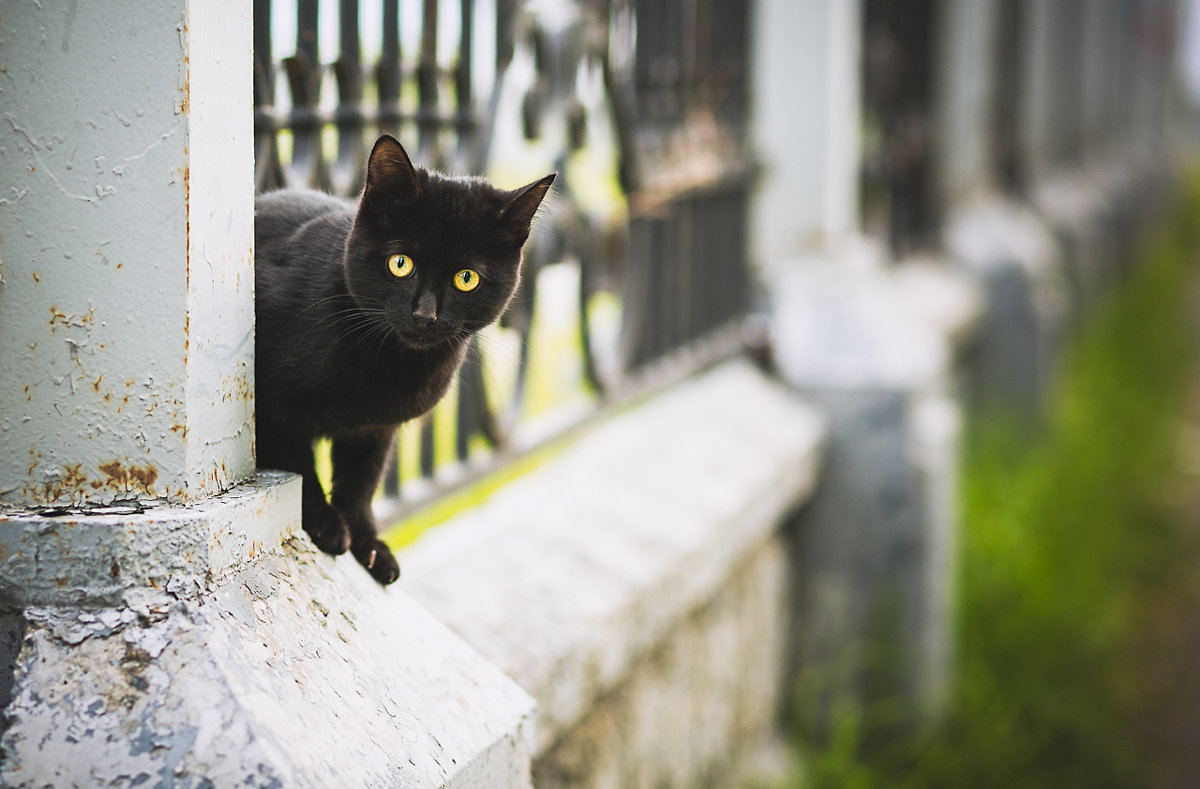 Черный кот - Олег Бондаренко