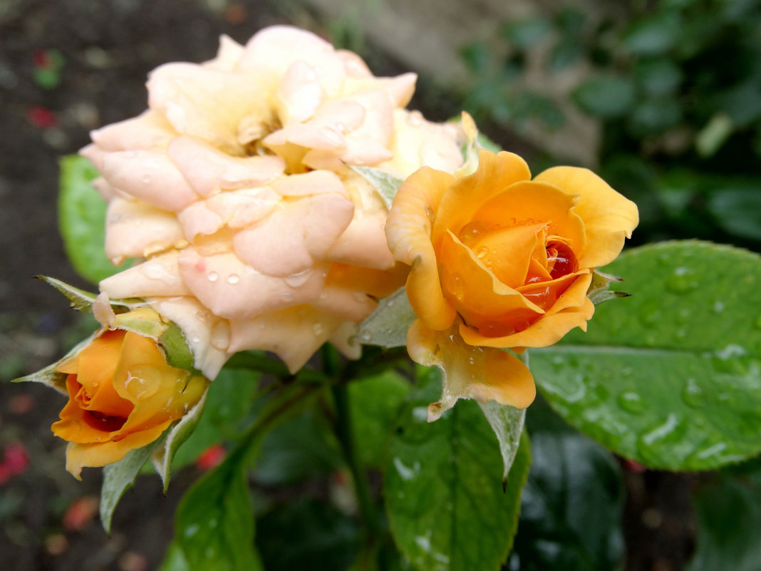 Июль,розы после дождя... - Тамара (st.tamara)