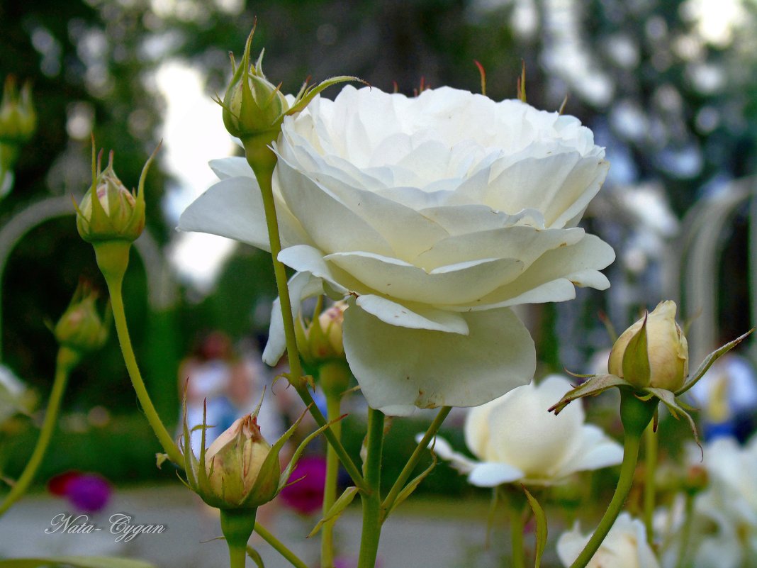 Белая роза - Наталья (Nata-Cygan) Цыганова