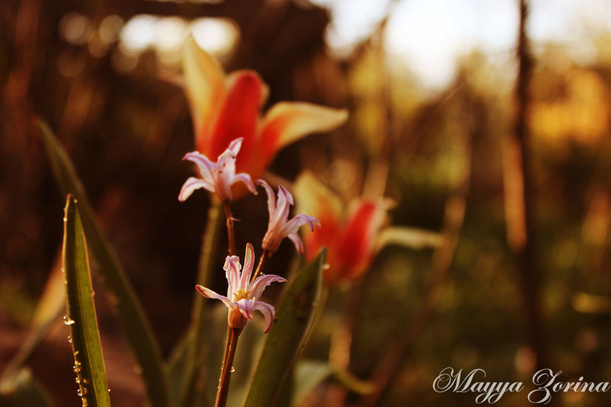 Цветы - Mayya Zorina