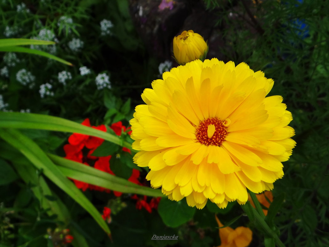 Солнечный цветок. - Антонина Гугаева