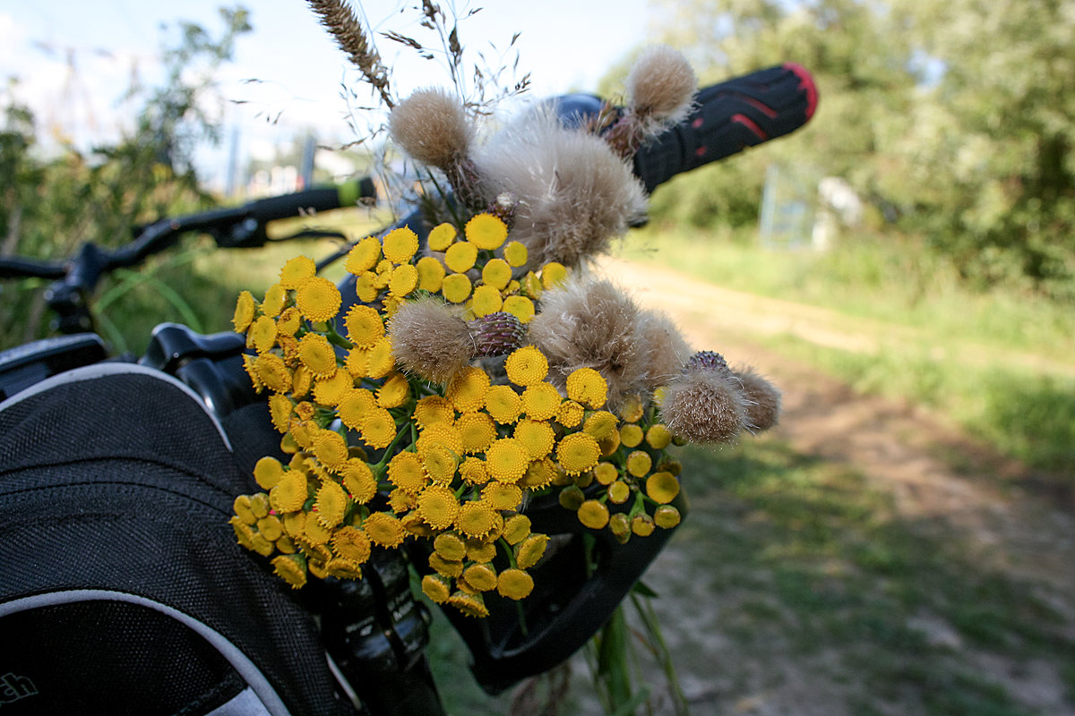 Мой велосипед превратился в вазу для цветов - Zifa Dimitrieva