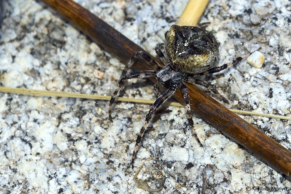 Угловатый крестовик (Araneus angulatus) - Мария Кириллова