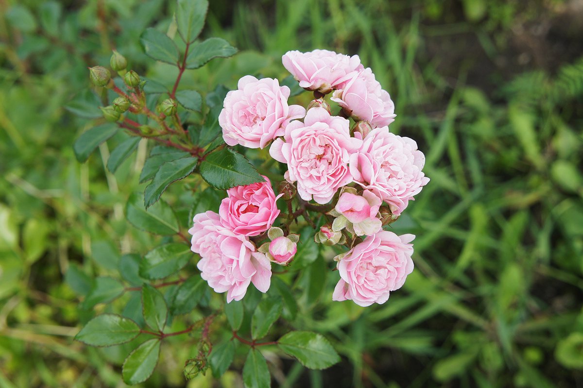 Розовые розы - Елена Павлова (Смолова)