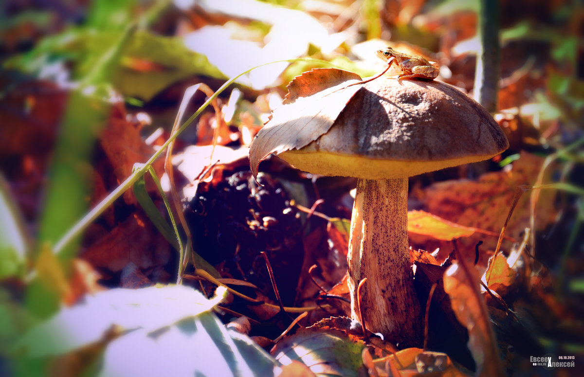 autumn mushroom frog - Алексей Евсеев