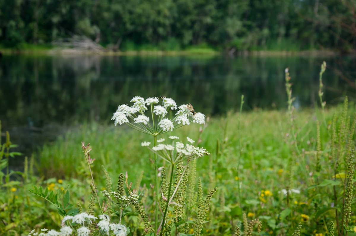 полевые цветы возле реки - Natatka-i 